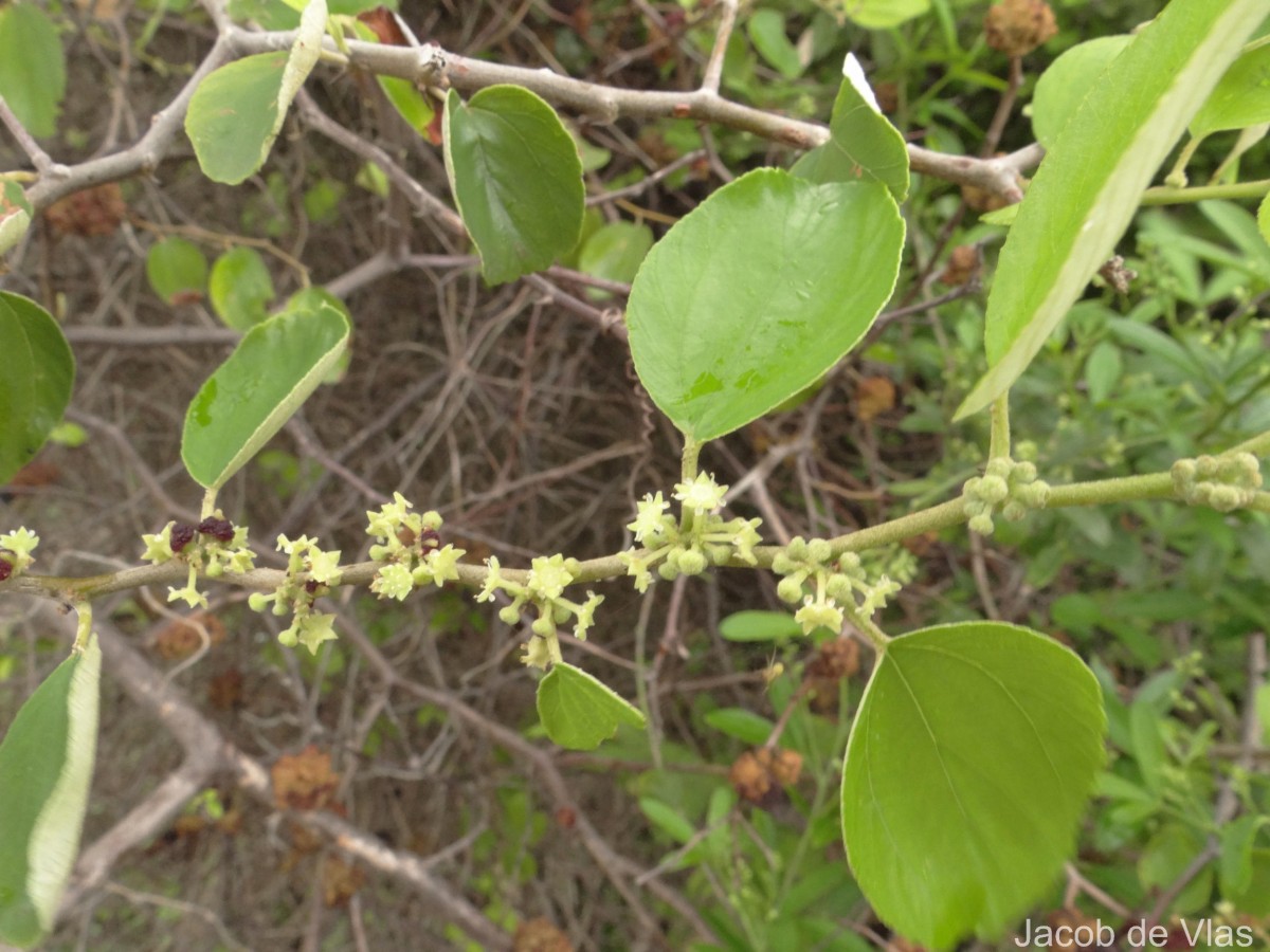 Ziziphus mauritiana Lam.